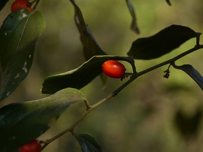 Cansjera rheedei, photographed by Dinesh Valke