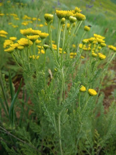 Tanacetum millefolium, photographed by Valerii Darmostuk