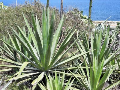 Agave sisalana, photographed by amantedarmanin