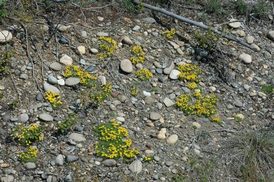 Nestotus macleanii, photographed by Syd Cannings