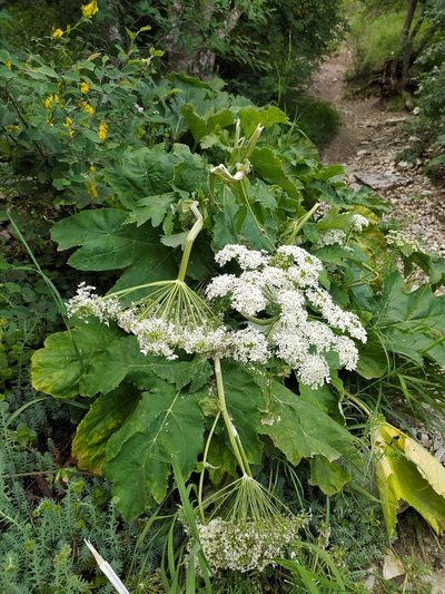 Heracleum leskovii, photographed by sergleb
