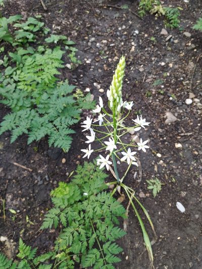 Ornithogalum arcuatum, photographed by sergleb