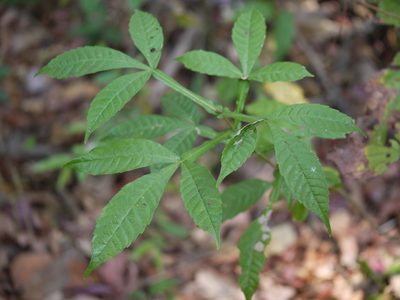 Vitex altissima, photographed by Dinesh Valke