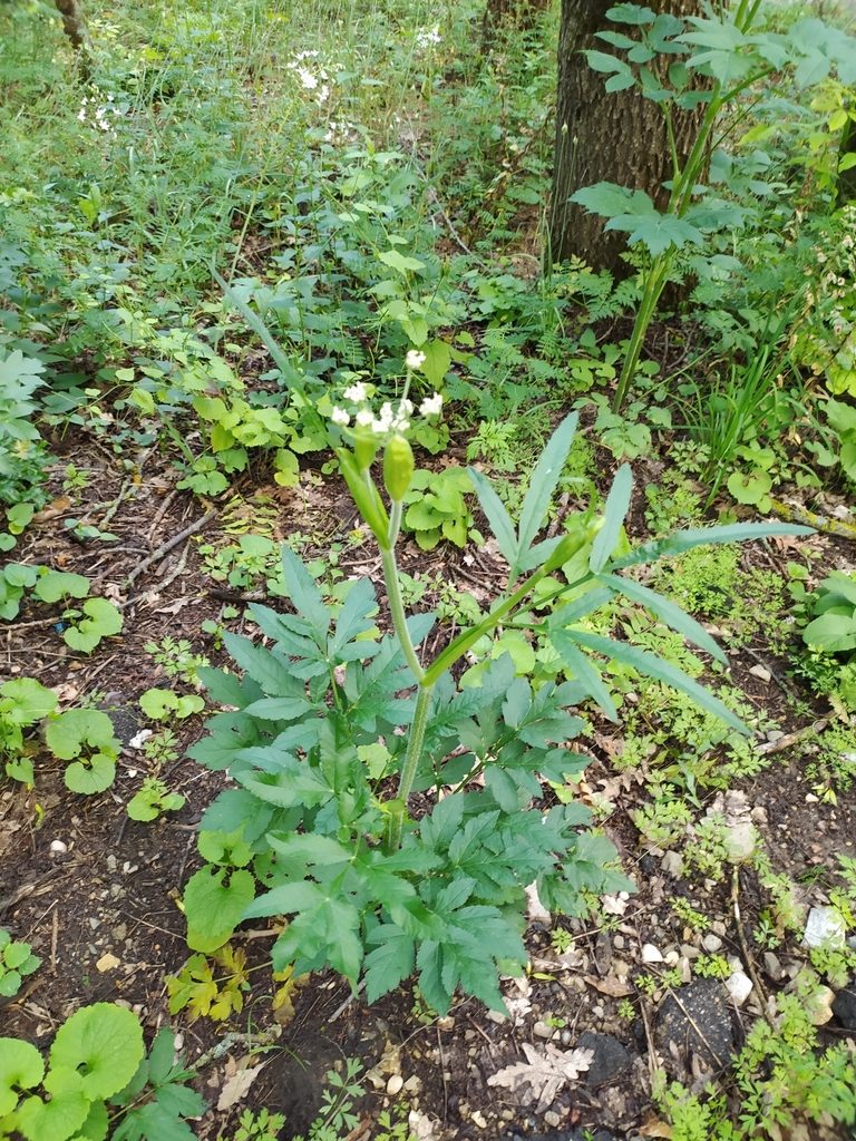 Heracleum chorodanum, photographed by sergleb