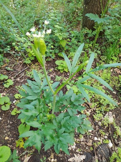 Heracleum chorodanum, photographed by sergleb