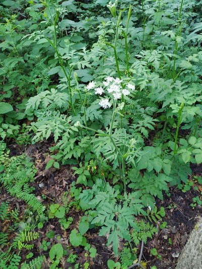 Heracleum chorodanum, photographed by sergleb