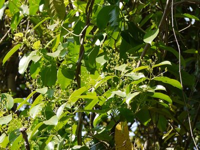 Anodendron parviflorum, photographed by Dinesh Valke