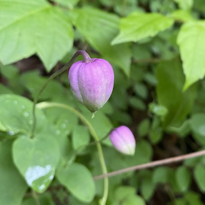 Clematis versicolor, photographed by Miranda Kohout