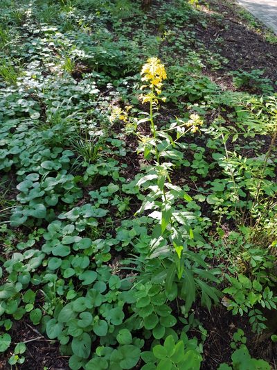 Erysimum aureum, photographed by sergleb