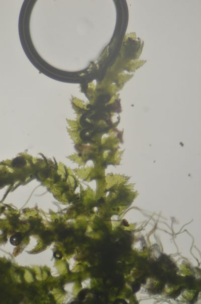 Cephaloziella turneri, photographed by Randal