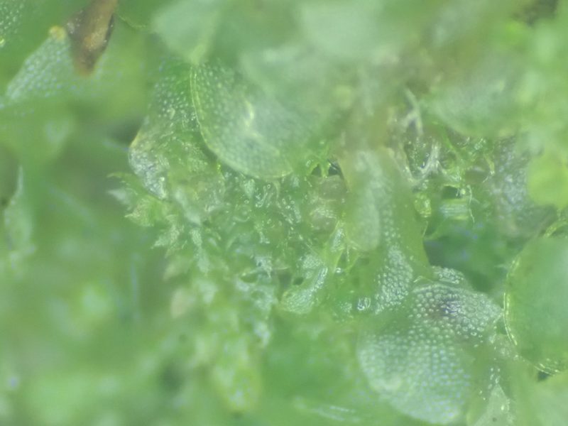 Cephaloziella turneri, photographed by Randal