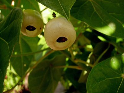 Hernandia nymphaeifolia, photographed by natomik