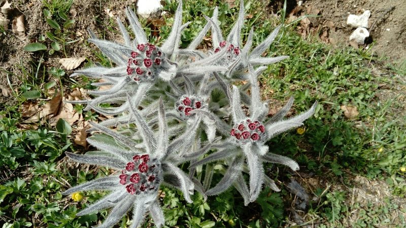 Cynoglossum magellense, photographed by Kenta Nakahashi