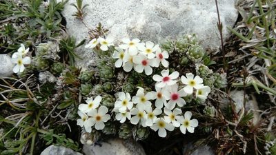Androsace villosa, photographed by Kenta Nakahashi