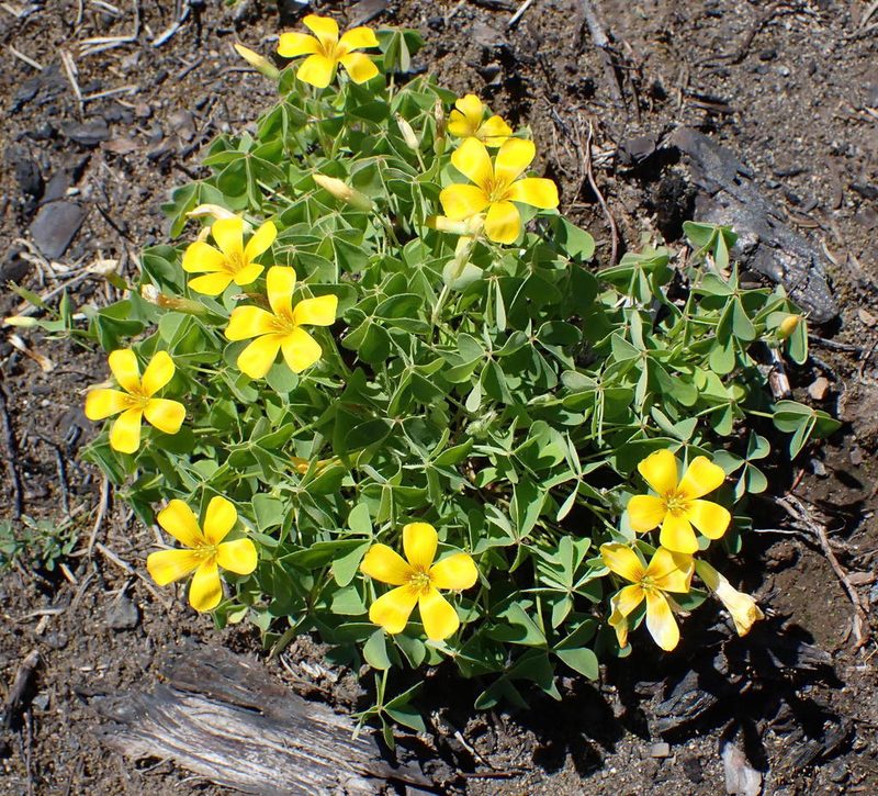 Oxalis suksdorfii, photographed by Mike Palmer
