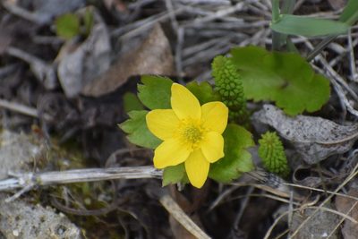 Anemonastrum richardsonii, photographed by Syd Cannings