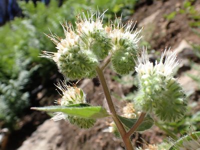 Phacelia nemoralis, photographed by Mike Palmer