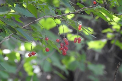 Ribes mandshuricum, photographed by Pauline Carmel Joy Eje
