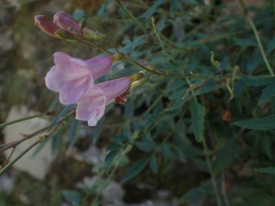 Incarvillea diffusa, photographed by Étienne Léveillé-Bourret