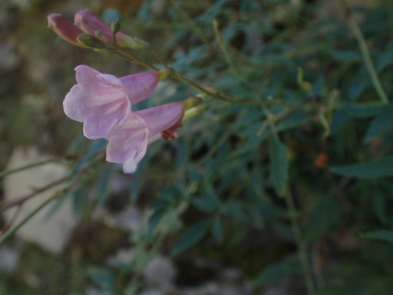 Incarvillea diffusa, photographed by Étienne Léveillé-Bourret