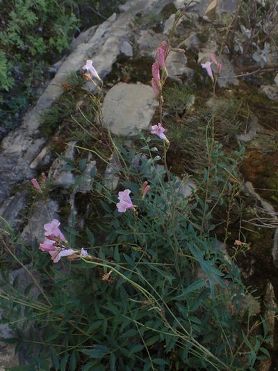 Incarvillea diffusa, photographed by Étienne Léveillé-Bourret