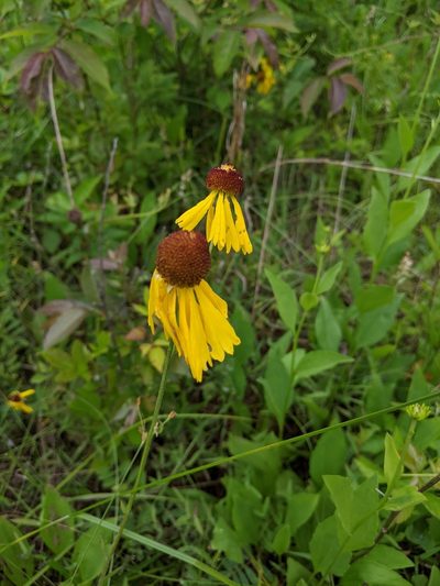 Helenium campestre, photographed by Goforth