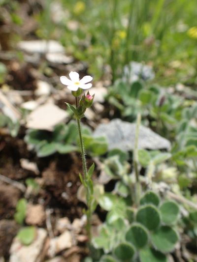 Androsace erecta, photographed by Étienne Léveillé-Bourret