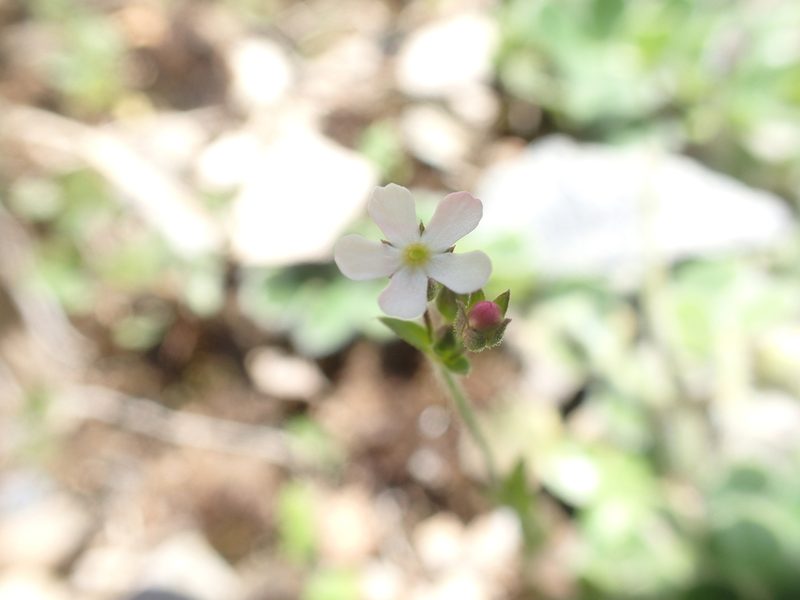 Androsace erecta, photographed by Étienne Léveillé-Bourret