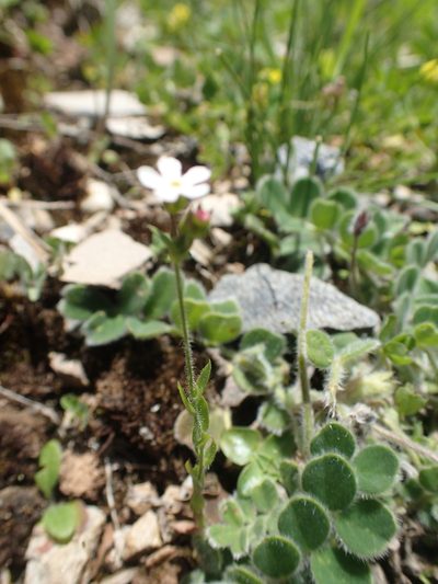 Androsace erecta, photographed by Étienne Léveillé-Bourret