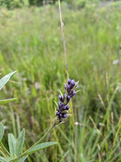 Orbexilum simplex, photographed by Goforth