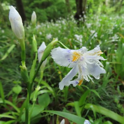Iris japonica, photographed by Timur Kalininsky