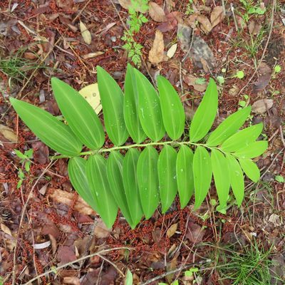 Polygonatum falcatum, photographed by Timur Kalininsky