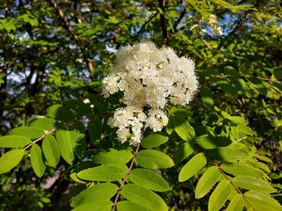 Sorbus decora, photographed by Lauren Chronister