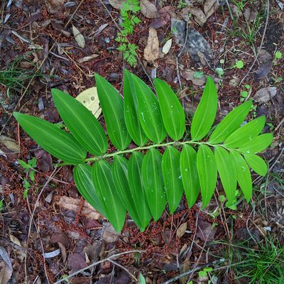 Polygonatum falcatum, photographed by Timur Kalininsky
