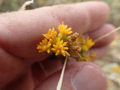 Isocoma arguta, photographed by rockybajada