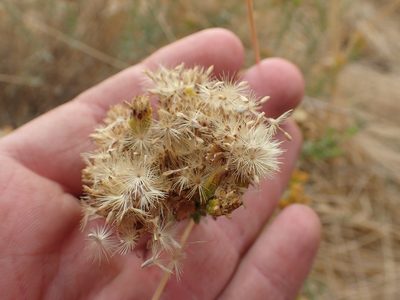 Isocoma arguta, photographed by rockybajada