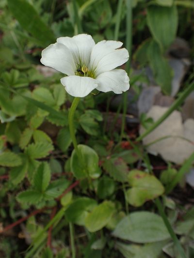Parnassia delavayi, photographed by Étienne Léveillé-Bourret