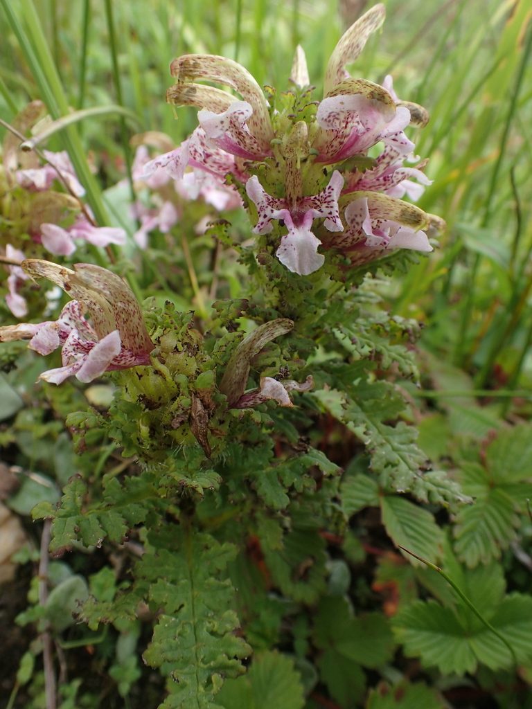 Pedicularis stenantha, photographed by Étienne Léveillé-Bourret
