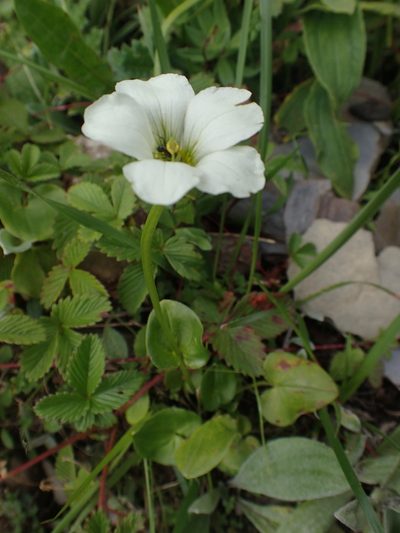 Parnassia delavayi, photographed by Étienne Léveillé-Bourret