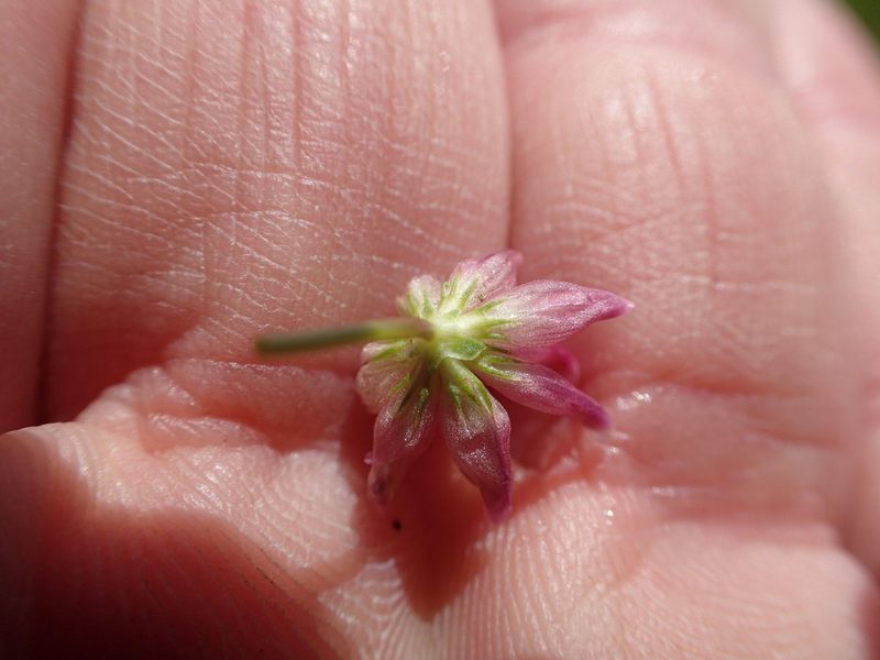 Trifolium hydrophilum, photographed by rockybajada