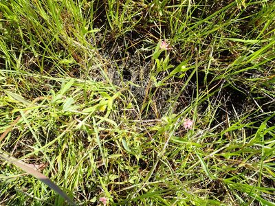 Trifolium hydrophilum, photographed by rockybajada