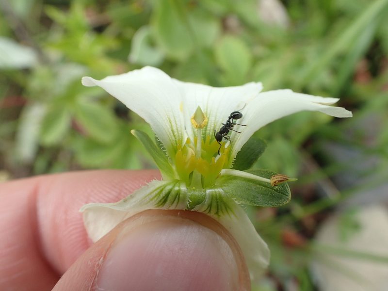 Parnassia delavayi, photographed by Étienne Léveillé-Bourret