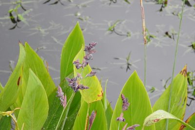 Thalia dealbata, photographed by Ben Meredyk