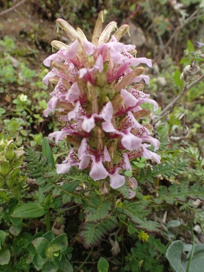 Pedicularis stenantha, photographed by Étienne Léveillé-Bourret