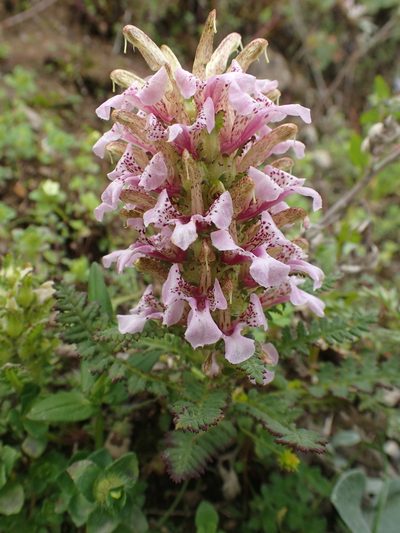 Pedicularis stenantha, photographed by Étienne Léveillé-Bourret