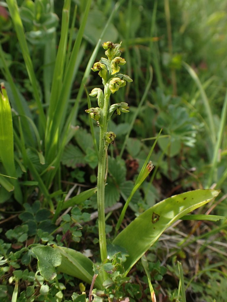 Herminium josephi, photographed by Étienne Léveillé-Bourret