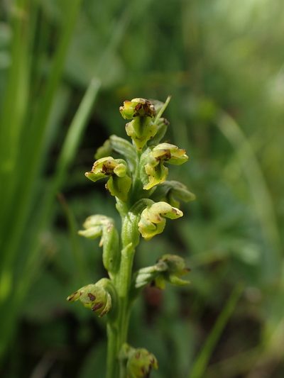 Herminium josephi, photographed by Étienne Léveillé-Bourret