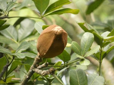 Pachira speciosa, photographed by Luis G Restrepo