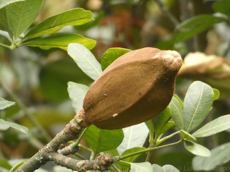 Pachira speciosa, photographed by Luis G Restrepo