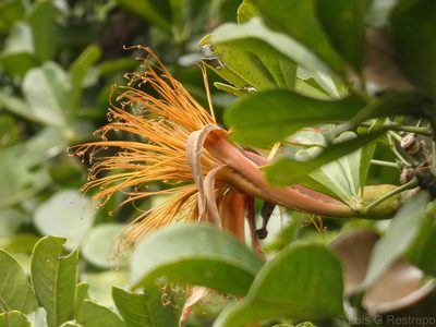 Pachira speciosa, photographed by Luis G Restrepo